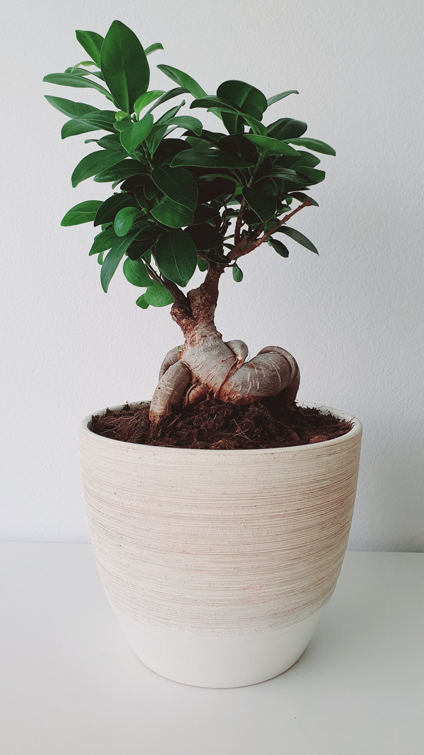 ficus-ginseng